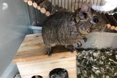 Octodon de profil sur une étagère en bois dans sa cage