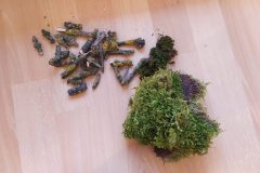 Feuilles, branches et pomme de pin rassemblées sur une table