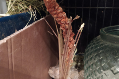 Bouquet de brindilles et de millet installé dans la cage des octodons
