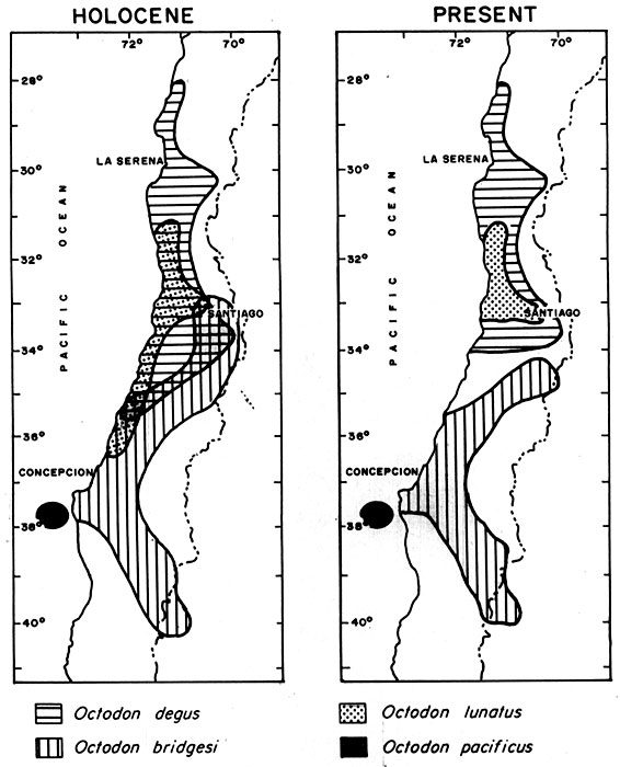 Deux cartes du Chili comparent la répartition d’espèces d’Octodon pendant l’Holocène et à l’époque indiquée comme le présent.