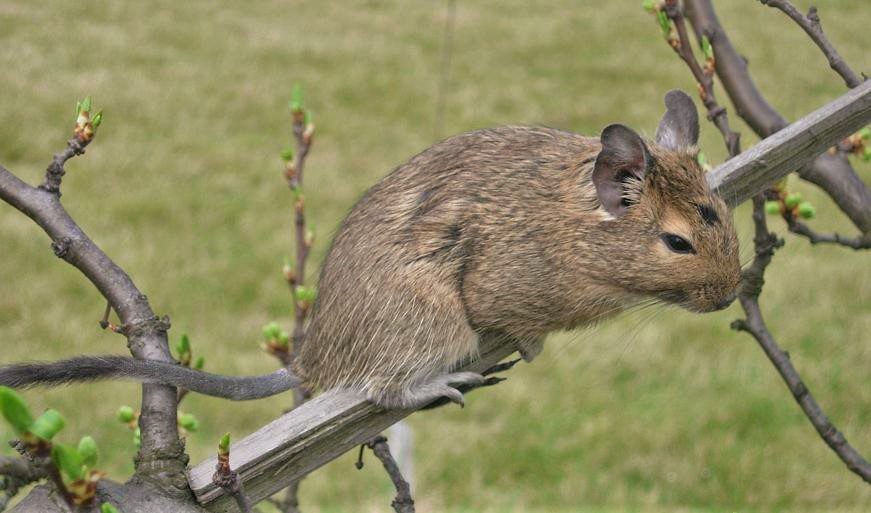 Octodon au pelage brun se tenant sur une branche au-dessus d’une prairie verte.