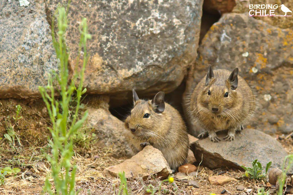 Alimentation de l'octodon au Chili 1 Deux octodons se tiennent entre des pierres, près de végétation verte.