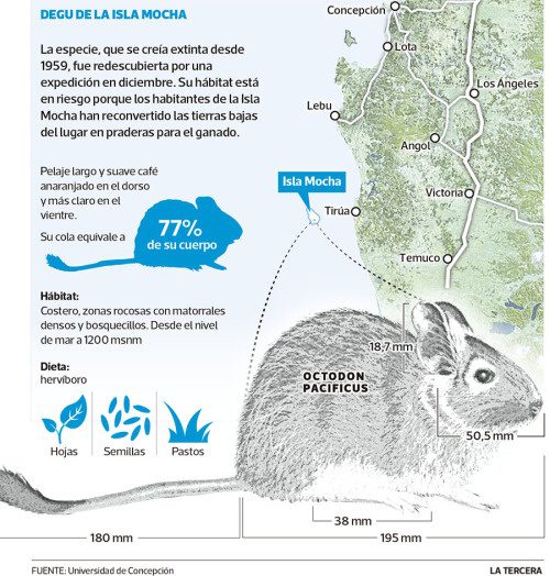 Octodon pacificus : habitat, comportement et alimentation 2 Infographie en espagnol avec une carte de l’île Mocha, un dessin d’Octodon pacificus et des informations sur l’espèce.