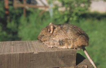 Octodon au pelage brun posé sur un poteau en bois, devant un arrière-plan végétalisé.