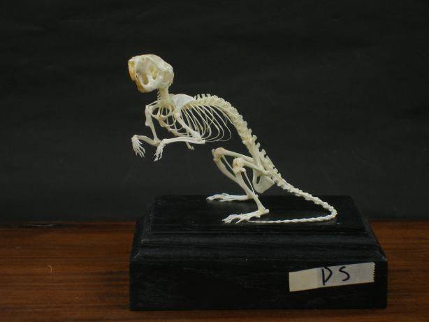 Morphologie et caractéristiques détaillées de l'Octodon degus 4 Squelette complet d’un octodon monté sur un socle noir, avec la queue étendue.