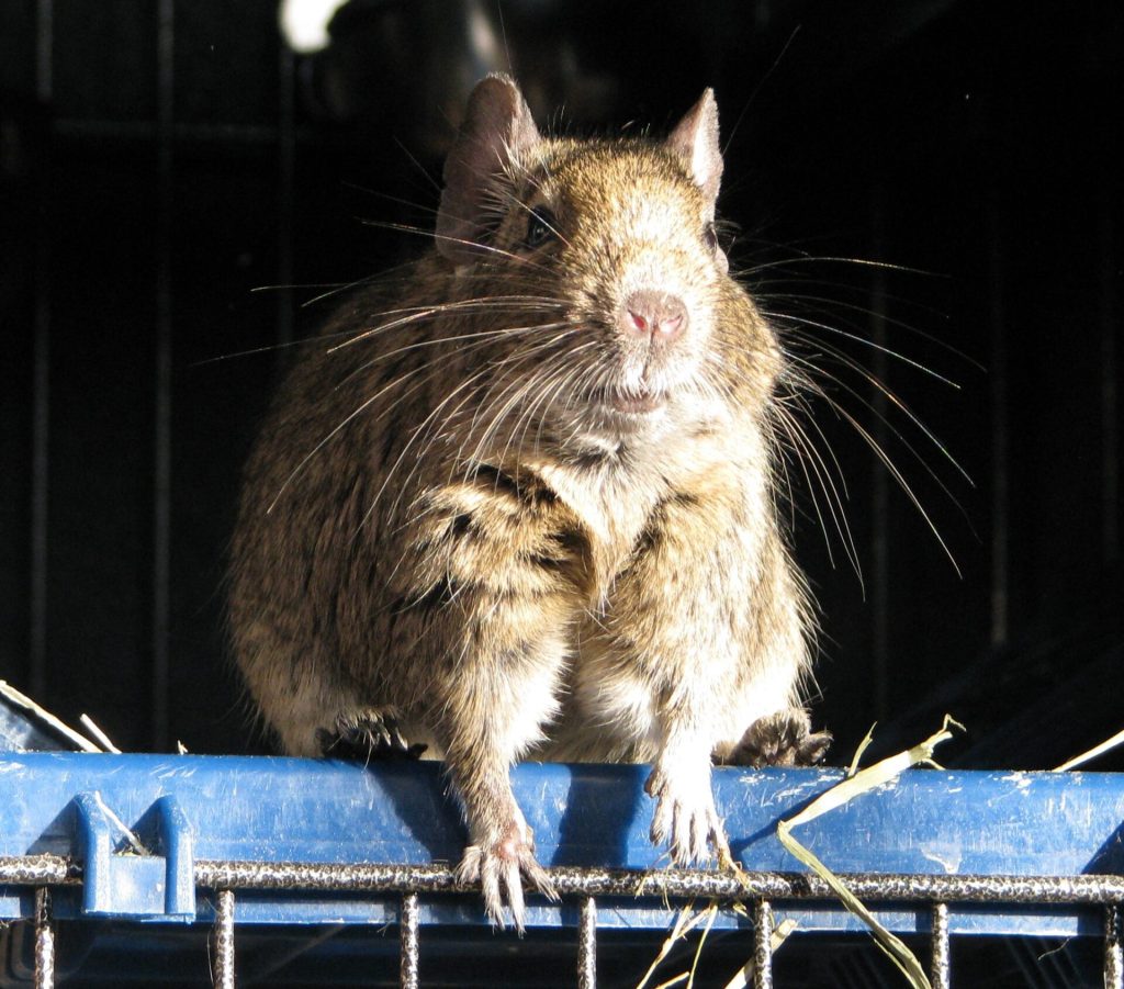 Octodon vu de face, debout contre les barreaux de sa cage.