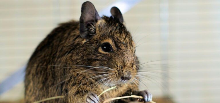 Octodon degus qui mange du foin