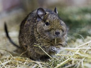 Pathologies dentaires et malocclusions chez l'octodon 12 Octodon assis au milieu du foin, tenant un brin près de sa bouche.