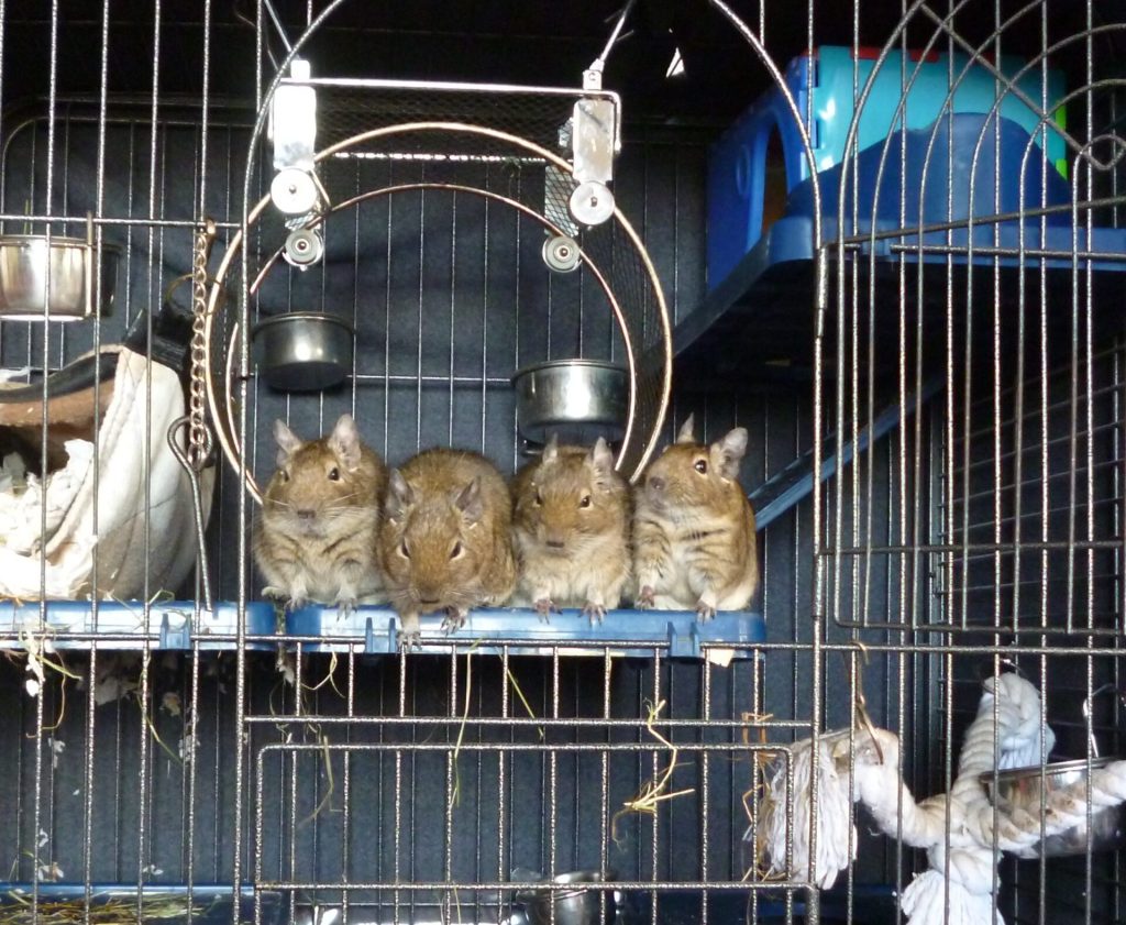 Guide d'introduction de nouveaux octodons 7 Groupe d’octodons alignés sur un support en bois dans une cage.