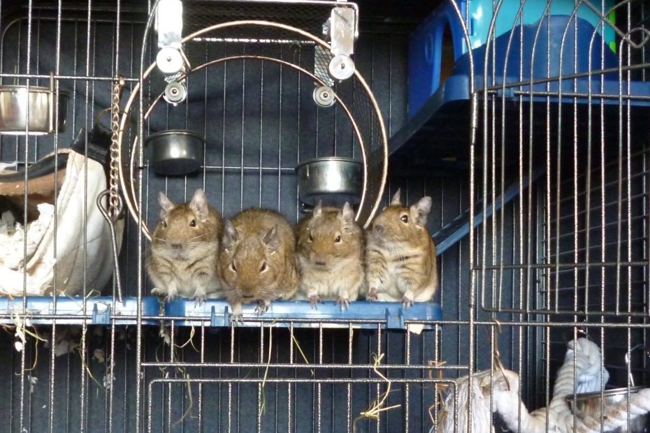 Cage & habitat de l'octodon 17 Groupe d’octodons alignés sur un support en bois dans une cage.