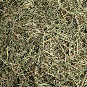Vue rapprochée de brins de foin secs verts et bruns.