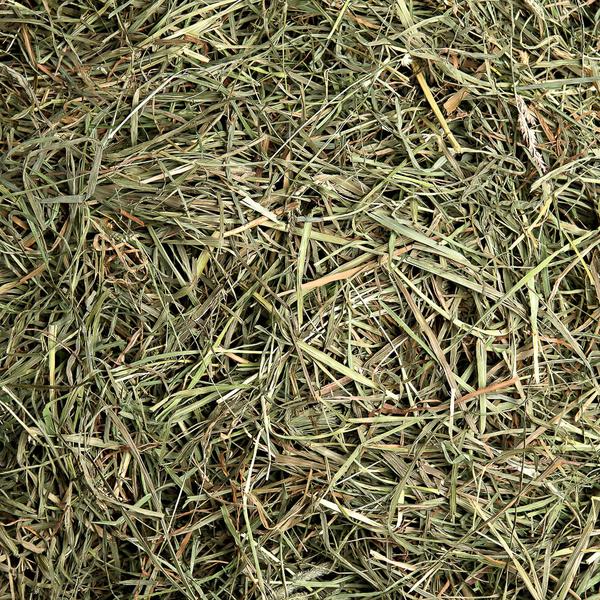 Vue rapprochée de brins de foin secs verts et bruns.