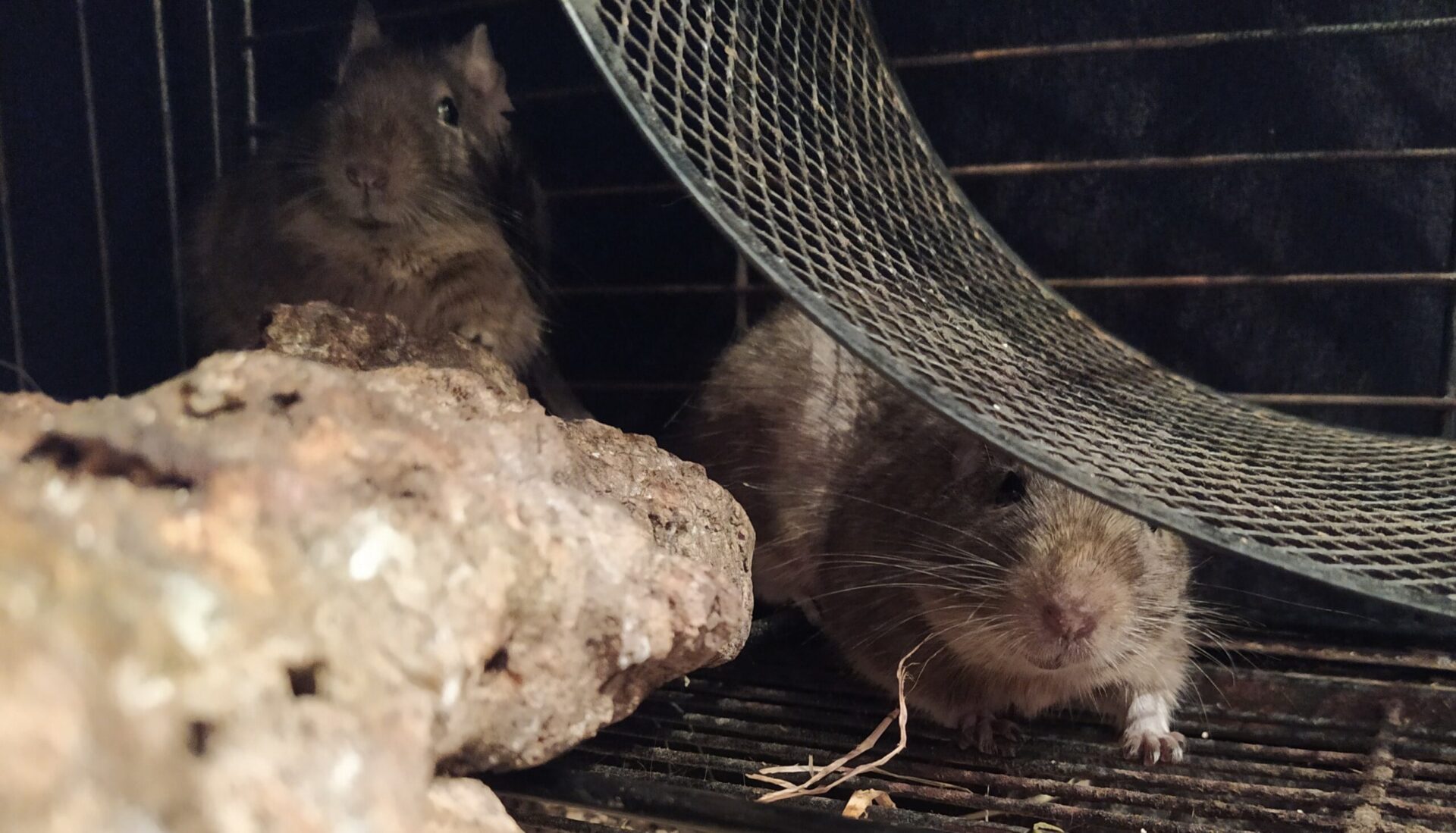 Deux octodons gris se tiennent dans une cage aménagée avec une branche et un hamac.