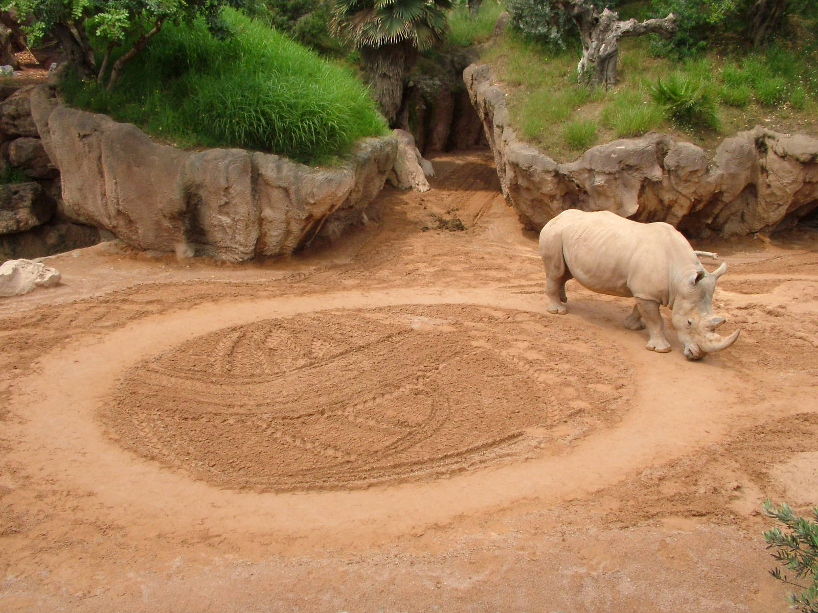 Rhinocéros blanc dans un enclos de zoo, avec des traces de marche circulaires au sol.