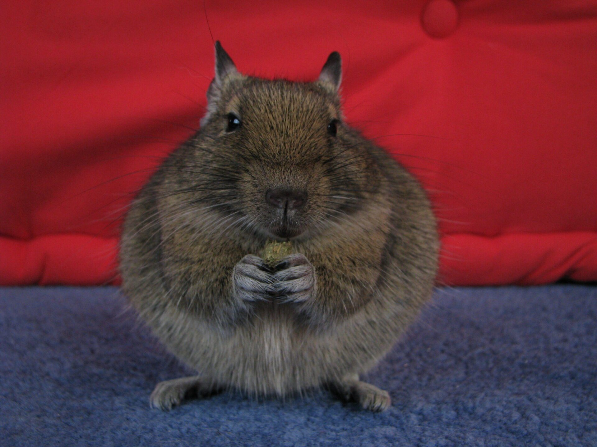 Octodon degus : animal de compagnie ou future espèce invasive ? 3 Brindille, octodon femelle en fin de gestation, assise de face sur un tissu bleu.