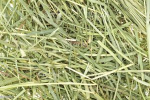 Vue rapprochée de brins de foin de fléole des prés.