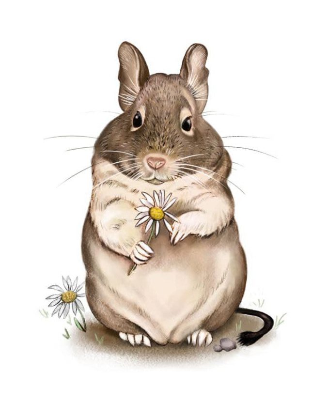 Illustration d’un octodon tenant une fleur blanche entre ses pattes, par Claire D.