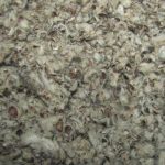 Vue rapprochée d’une litière de coton à texture fibreuse.