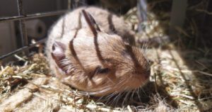 Octodon degus qui se dore au soleil