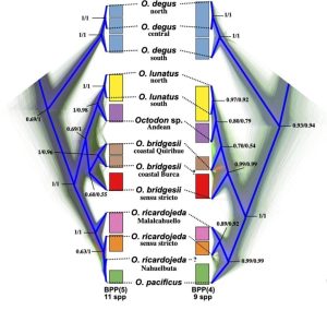 Schéma ramifié comparant plusieurs classifications des espèces du genre Octodon.