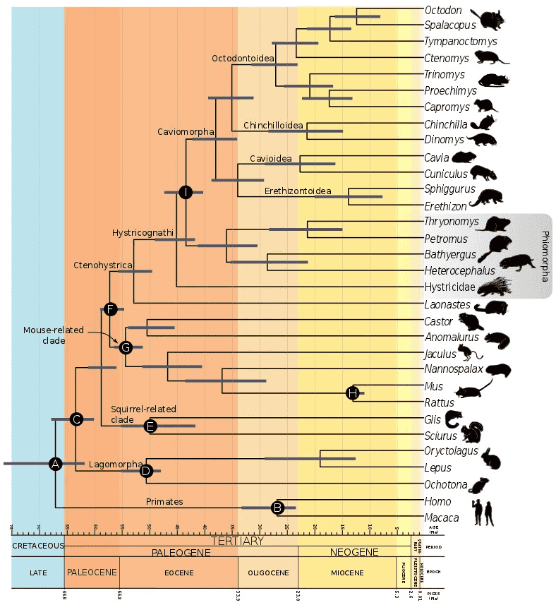 Octodontidae : famille, caractéristiques et espèces du genre "octodon" 4 Arbre phylogénétique des Hystricomorphes sur une échelle de temps géologique.