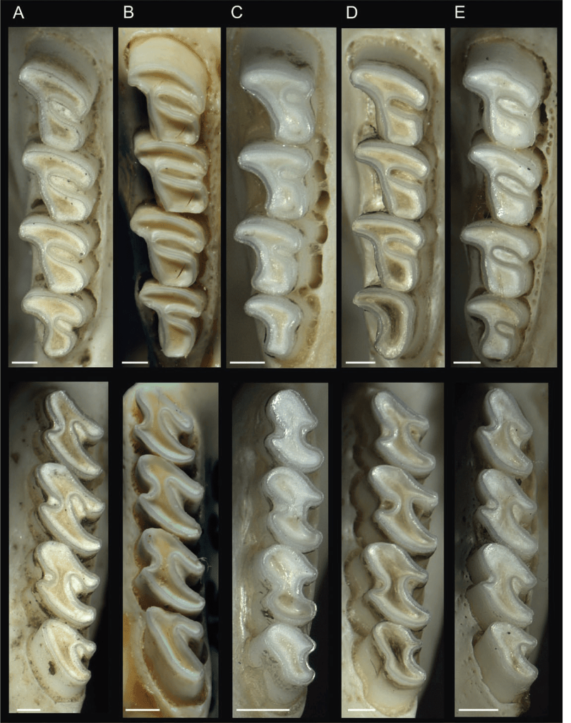 Octodontidae : famille, caractéristiques et espèces du genre "octodon" 5 Planche comparant les molaires supérieures et inférieures de cinq espèces ou populations d’Octodon.