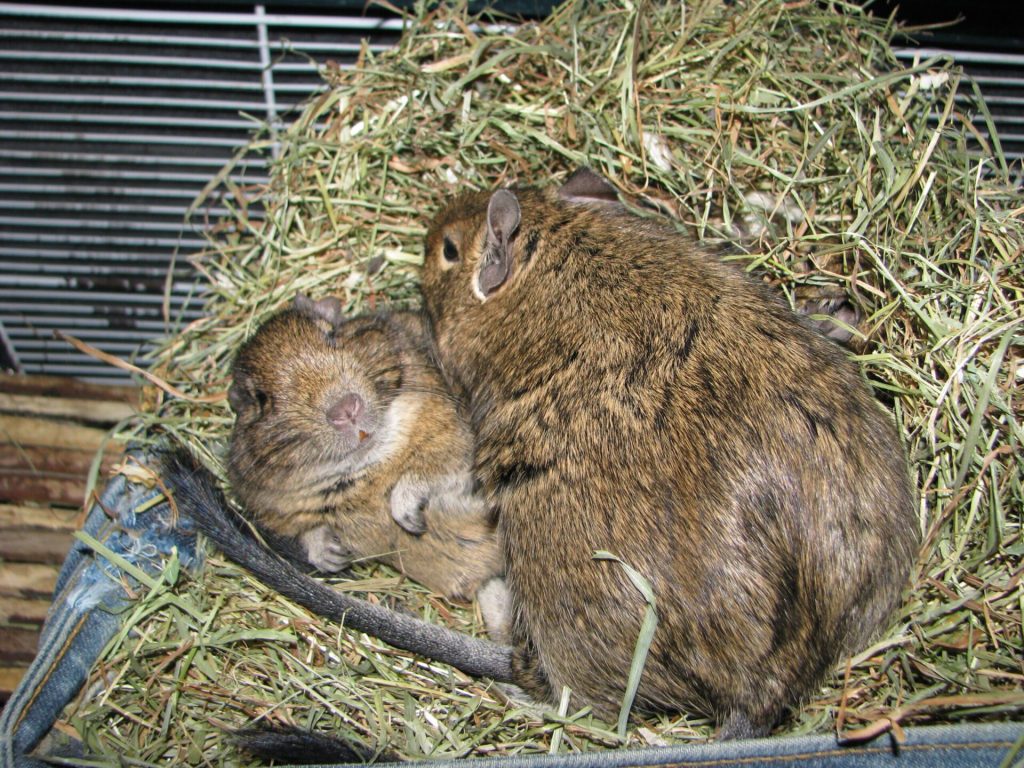 Adopter un octodon : avantages, inconvénients et conseils pour bien choisir son rongeur 2 Deux octodons endormis dans un couchage rond garni de foin.