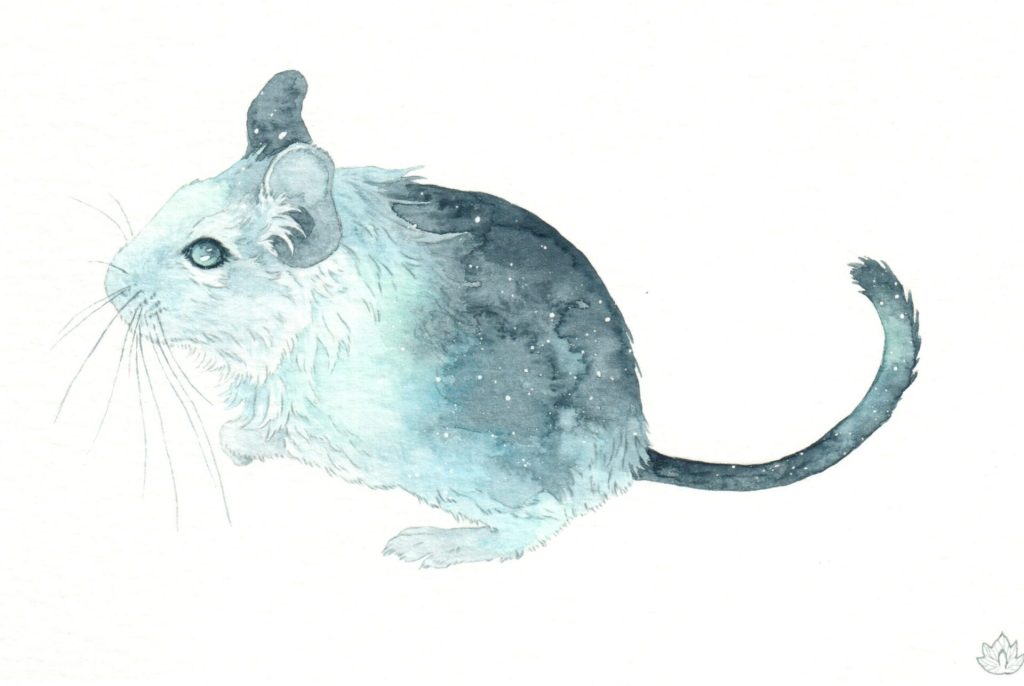 Adopter un octodon : avantages, inconvénients et conseils pour bien choisir son rongeur 6 Aquarelle représentant un octodon de profil dans des tons bleus et gris.