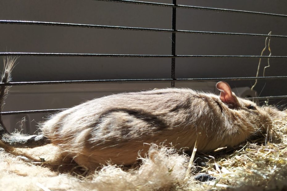 Octodon étendu sur sa litière dans une zone ensoleillée de sa cage.