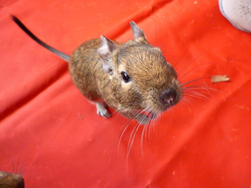Adopter un octodon : avantages, inconvénients et conseils pour bien choisir son rongeur 5 Octodon brun vu de dessus, le museau levé vers l’appareil photo, sur un tissu rouge.