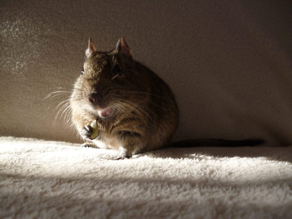 Adopter un octodon : avantages, inconvénients et conseils pour bien choisir son rongeur 4 Octodon assis sur un tissu clair, tenant un aliment entre ses pattes avant.