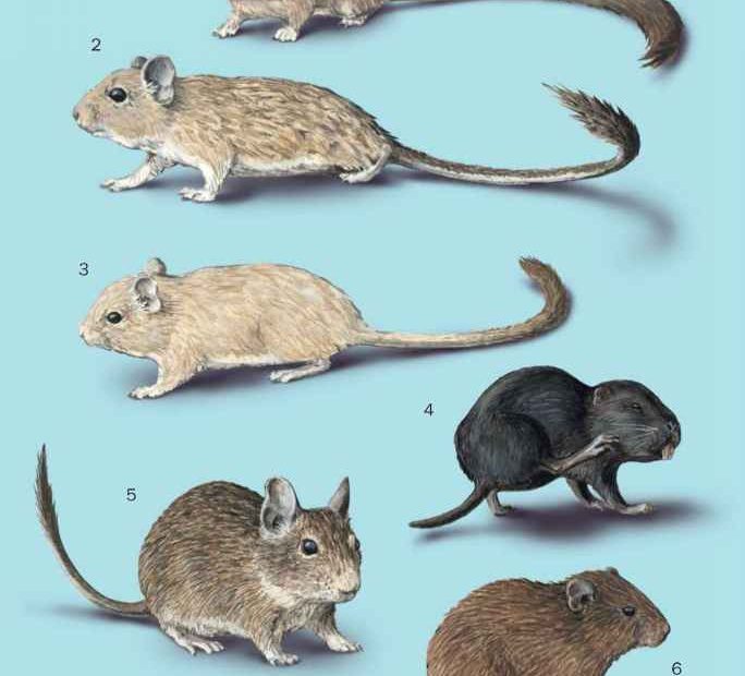 Six rongeurs de couleurs et de morphologies différentes, présentés sur un fond bleu clair.