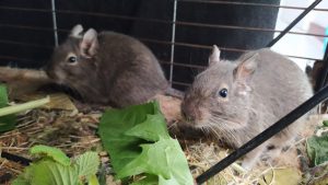 Tempi à gauche et Toupi à droite, près de feuilles fraîches dans leur cage.