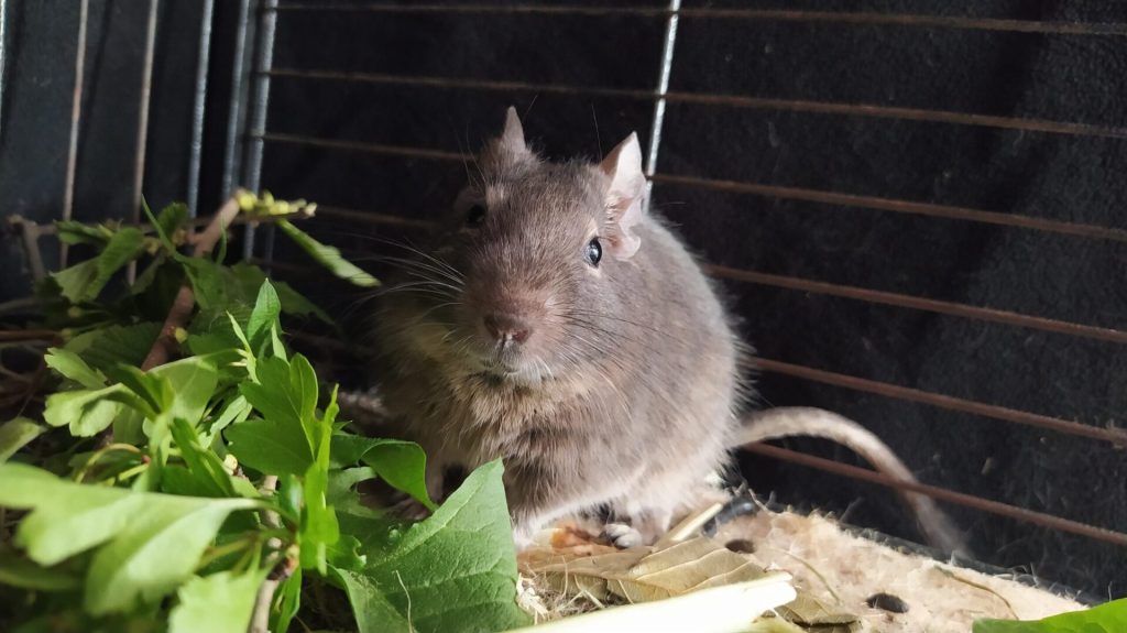 Tempi, un octodon gris, grignote des feuilles de charme dans sa cage.