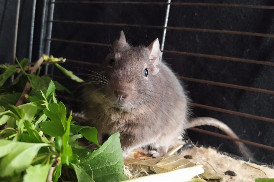 SAB Degu Mix - La nourriture saine des octodons 12 Tempi, un octodon gris, grignote des feuilles de charme dans sa cage.