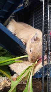 Octodon au pelage clair penché vers des feuilles vertes à l’entrée de sa cage.