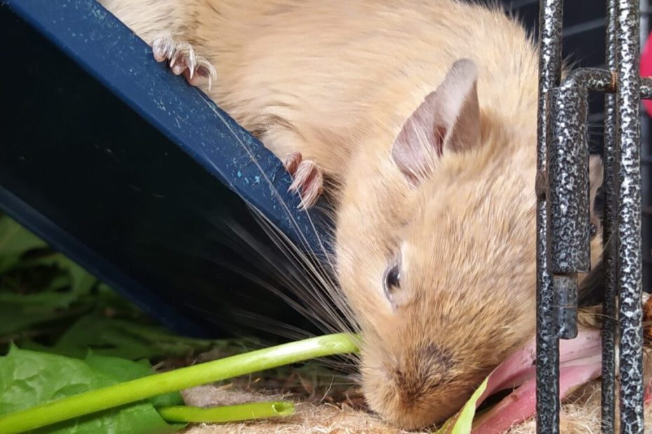 Octodon au pelage clair penché vers des feuilles vertes à l’entrée de sa cage.