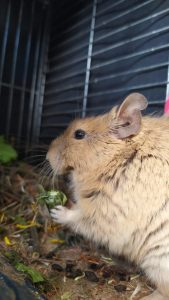 Pathologies dentaires et malocclusions chez l'octodon 15 Tipi, un octodon clair, mange des feuilles près des barreaux de sa cage.