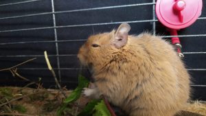 Octodon tenant un pissenlit entre ses pattes avant dans sa cage.