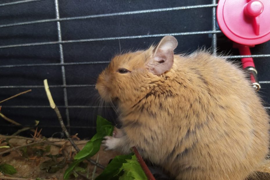 Octodon tenant un pissenlit entre ses pattes avant dans sa cage.
