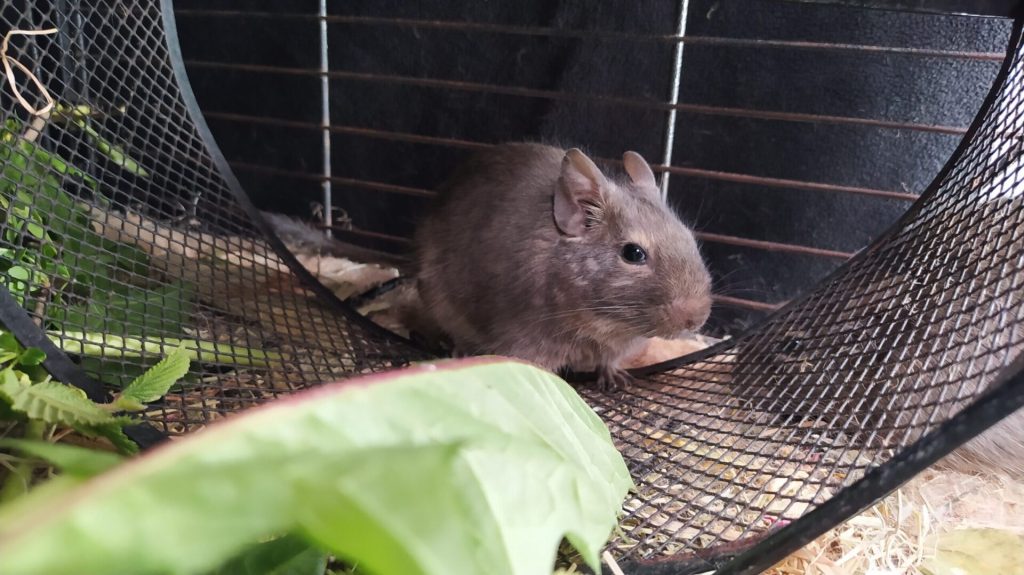 Toupi, un octodon gris, se tient sur un hamac dans sa cage.