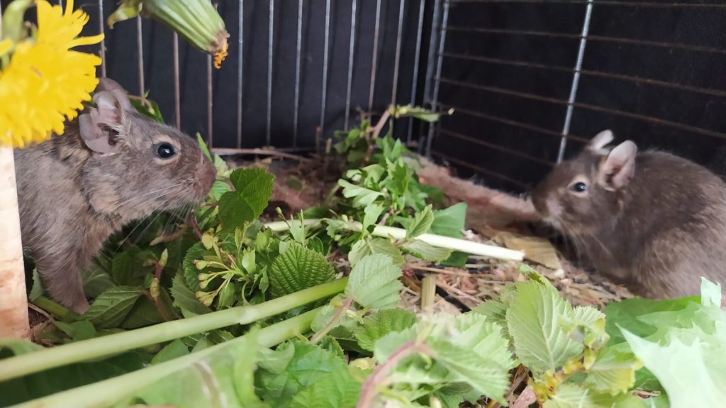 Toupi à gauche et Tempi à droite, entourés de feuilles et de fleurs dans leur cage.