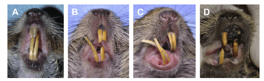 Pathologies dentaires et malocclusions chez l'octodon 9 Quatre photographies cliniques montrant des incisives allongées, déviées ou dépigmentées.