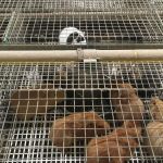 Cobayes installés dans plusieurs cages grillagées.