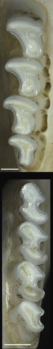 Pathologies dentaires et malocclusions chez l'octodon 3 Deux vues rapprochées de rangées de molaires et de prémolaires d’octodon.