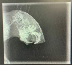 Pathologies dentaires et malocclusions chez l'octodon 6 Radiographie de profil montrant le crâne et les dents d’un octodon.
