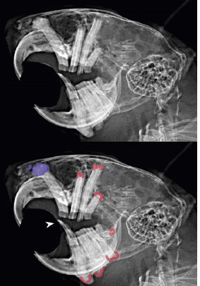 Pathologies dentaires et malocclusions chez l'octodon 11 Deux radiographies de profil d’un crâne de rongeur, dont une porte des repères colorés sur les dents.