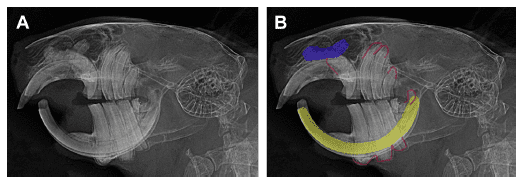 Pathologies dentaires et malocclusions chez l'octodon 14 Deux radiographies de profil d’un crâne de rongeur, avec des tracés colorés sur l’une des vues.