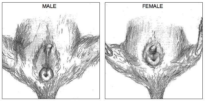 Comment différencier le sexe de l'octodon mâle ou femelle ? 10 Région génitale d’un octodon mâle à gauche et d’une femelle à droite, représentées en dessin.