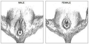 Distinction de sexe entre un octodon mâle et un octodon femelle